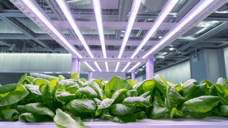 LED lighting