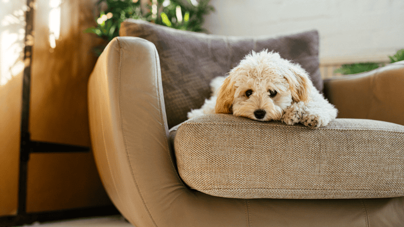 A dog feels comfortable in neutral white LED light.