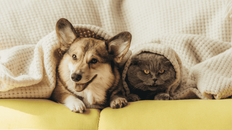 A dog and a cat are sitting on the indoor sofa.