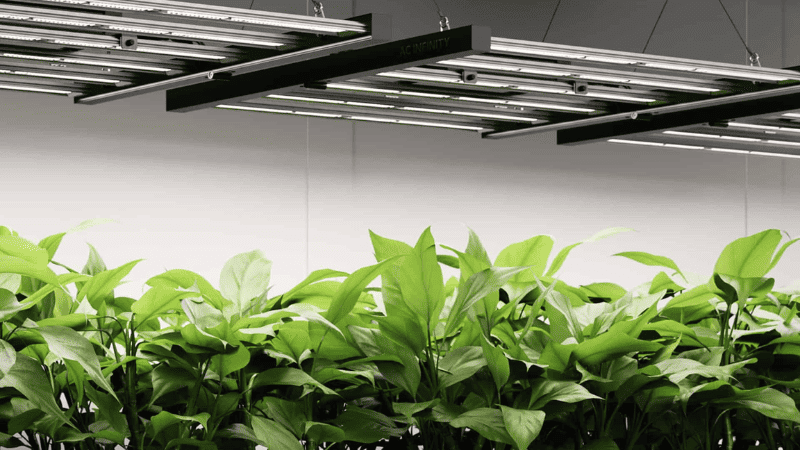 Grow Light