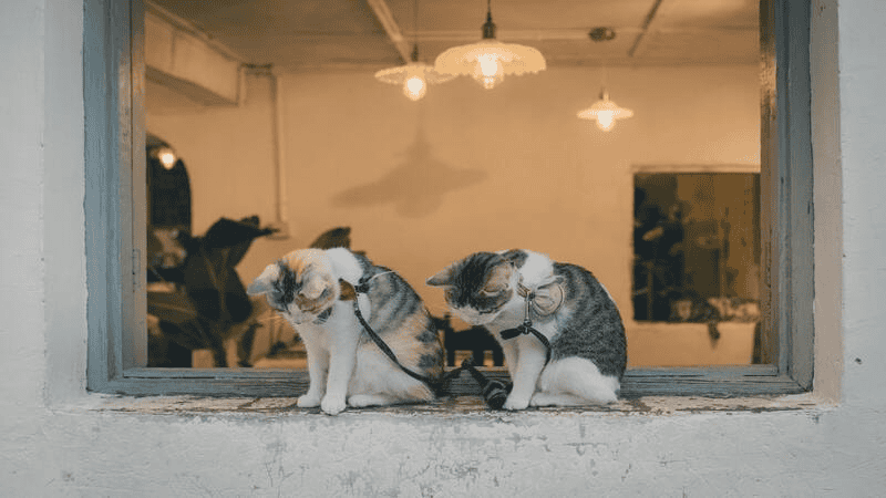 Well-lit room for cat-safe comfort